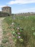OdessaIsmailFortress3.jpg - 